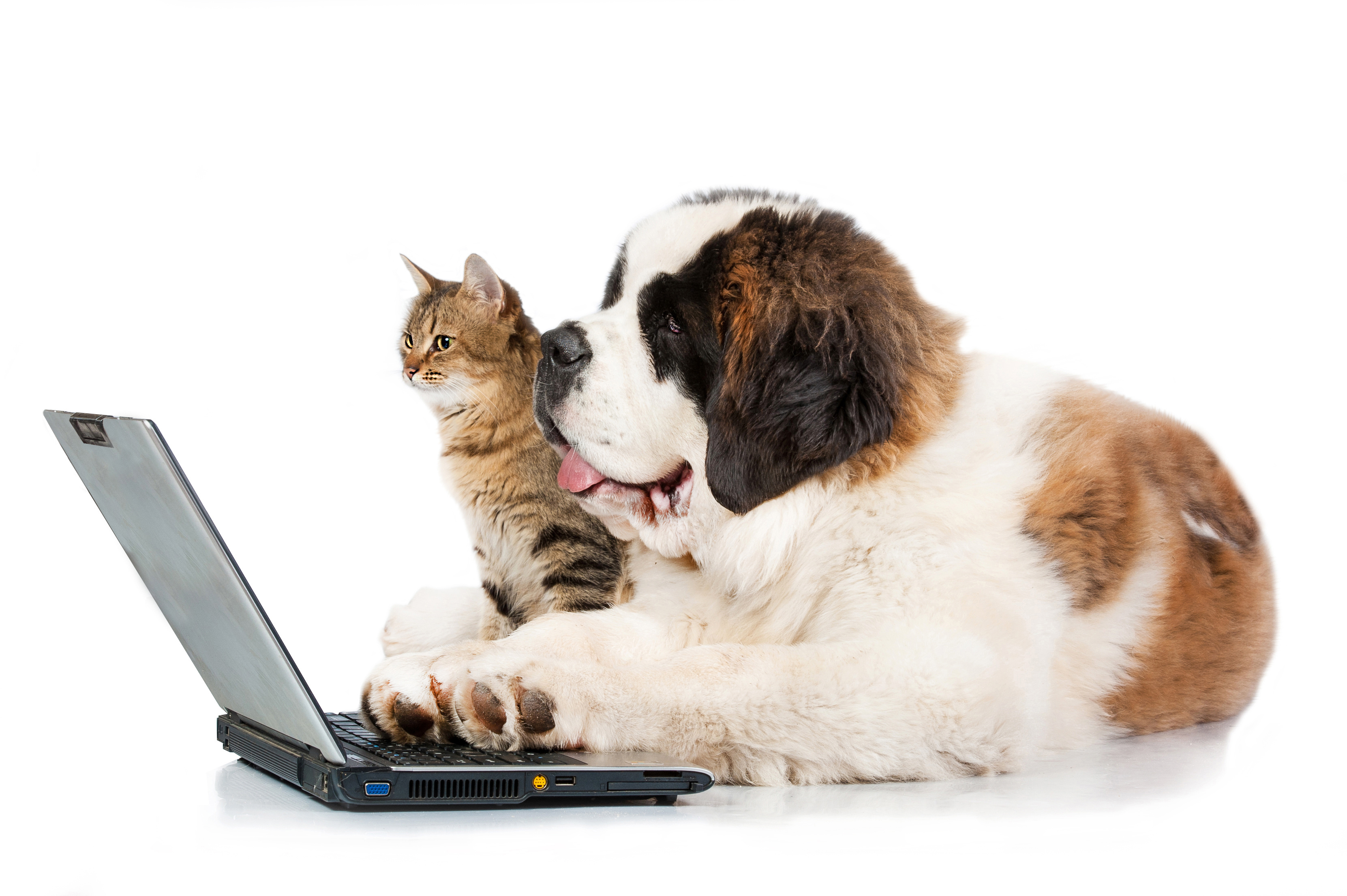 Компьютер pet. Кошки и собаки. Собака с ноутом. Животные и компьютер. Котик за компьютером.